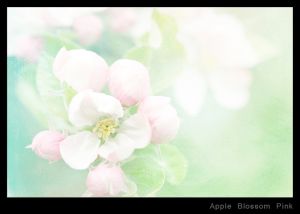 Apple Blossom Pink.jpg